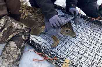 Into the wild: Animals the latest frontier in COVID fight - Delta Optimist