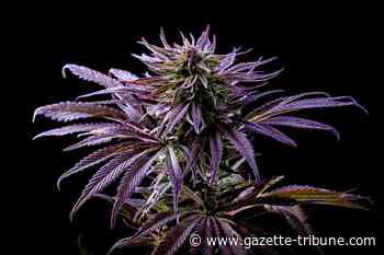 Best Delta 8 Strains, Strongest Flower & Bud Brands in 2022 [Reviewed] - Okanogan Valley Gazette Tribune