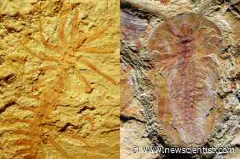 Some of the earliest complex animals were fossilised in a river delta - New Scientist