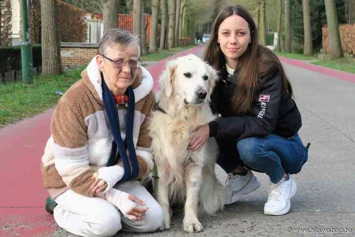 Gezicht bont en blauw, beide handen in het gips: uitgebroken staffordshire terriërs takelen Mieke (73) en haar hond zwaar toe: “Een kind had dit niet overleefd”