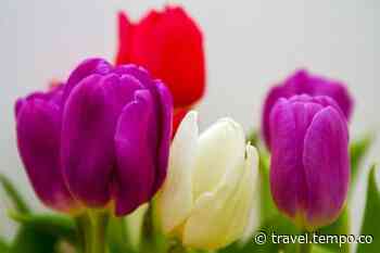 Taman Tulip Terbesar Asia di Srinagar India Buka Kembali - Travel Tempo.co