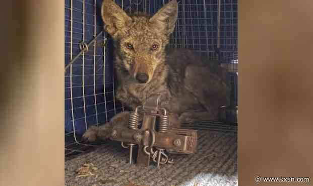 Coyote in west Austin found with trap on its leg, who's setting them?