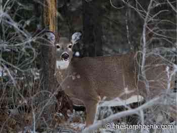Q+A: Coronavirus spotted in Saskatchewan deer - Saskatoon Star-Phoenix