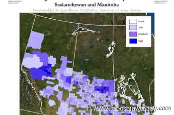Agrimart: Increasing Wild Boar Population in Saskatchewan Cause for Concern - Moose Jaw Today