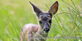 Leinenpflicht ab 1. April im Kreis Hildesheim: Vor diesen Gefahren soll sie schützen - www.hildesheimer-allgemeine.de