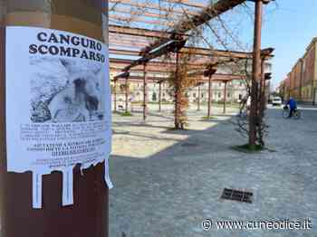 Anche a Cuneo l'appello per ritrovare un fantomatico canguro scomparso - Cuneodice.it