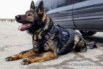 Police dog Nitro nabs suspect in stolen vehicle investigation in Innisfil - BarrieToday