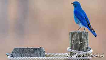 Calgary weather for Wednesday, March 30 | CTV News - CTV News Calgary