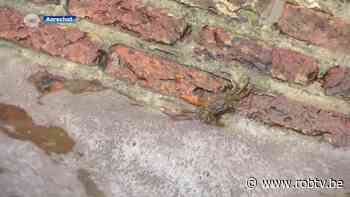 Stad Aarschot wil met onderwaterval wolhandkrabben uitroeien - ROB-tv