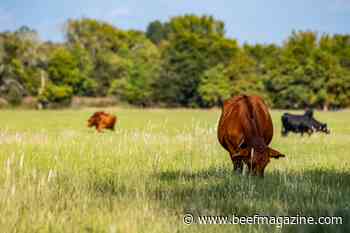 Co-grazing cattle, meat goats could boost farm profits