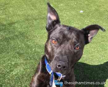 Oldham animal centre launches free will writing service - The Oldham Times