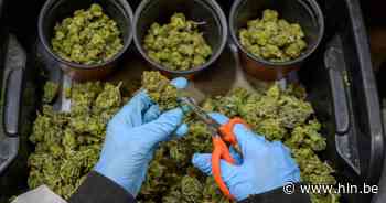 Distributienetwerk voor cannabis opgerold vlakbij grens - Het Laatste Nieuws