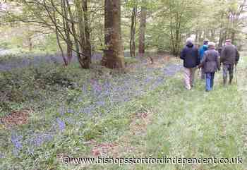 Heaven scent: Bluebell walks in aid of church building project - Bishop's Stortford Independent