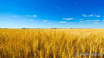 Agrarökonom erklärt, warum wir weniger Fleisch essen sollten - GEO.de