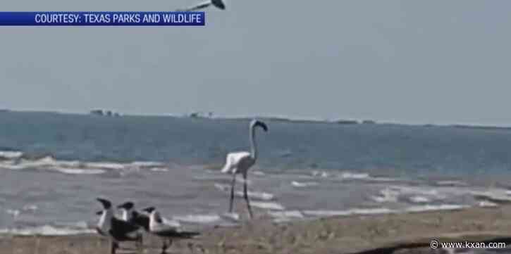 Flamingo spotted in Texas again escaped Kansas zoo in 2005