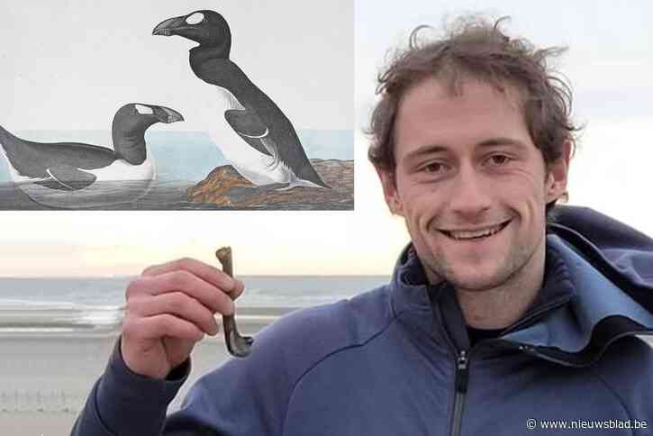 Uitgestorven ‘pinguïn van het Noorden’ geeft voor het eerst zijn geheimen prijs: “Ik vermoedde snel dat het om speciale vondst ging”