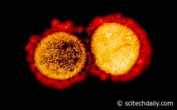 Common Coronavirus Infections Don’t Generate Effective Antibodies Against COVID