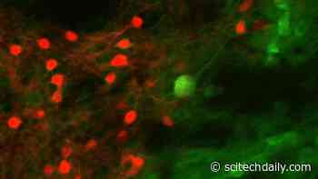 MIT Neuroscientists Discover Brain Cells That Encode the Outcomes of Actions