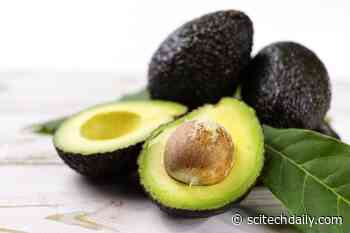 30-Year Study Finds Eating Two Servings of Avocados a Week Linked to Lower Risk of Cardiovascular Disease