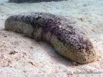Endangered Delicacy: Tropical Sea Cucumbers in Trouble – Critical for Healthy Ocean Ecosystems