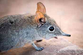 Hundreds of “Hidden” New Mammal Species Waiting To Be Found