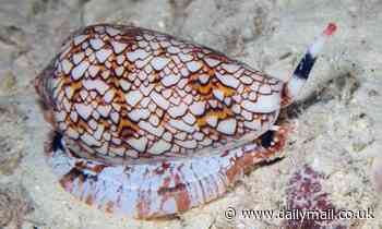 Deadly VENOM from poisonous sea snails could hold the key to developing new painkillers