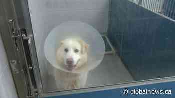 Saskatoon SPCA animal protection void filled in Saskatchewan 2022-23 budget - Global News