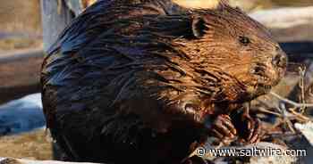Annapolis Royal woman calling for change after controversial beaver culling - SaltWire NS