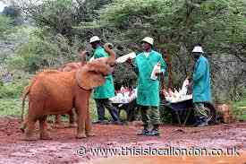 The David Sheldrick Wildlife Trust - Esha Bhatti GNSA