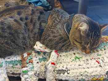 Well-known Kamloops homeless man desperate to find therapy cat Famous | iNFOnews | Thompson-Okanagan's News Source - iNFOnews