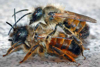 Early pollinators buzzing around Comox – Comox Valley Record - Comox Valley Record