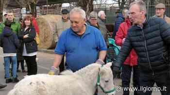 Melzo, la Fiera delle Palme torna dopo due anni - IL GIORNO