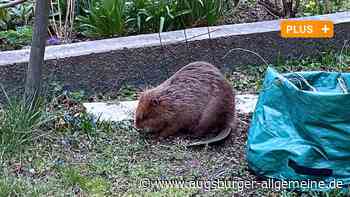 Kot in der Einfahrt, Biber im Garten: So erlebt die Bewohnerin den Polizeieinsatz