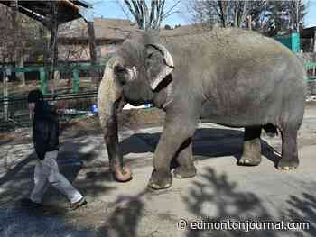 Wading pool for Lucy planned, Edmonton zoo named worst for elephants on continent