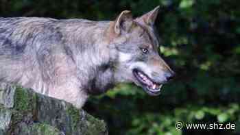 Risse im Kreis Steinburg: Neuer Angriff im Amt Schenefeld – und ein Wolf tötete nachweislich die Schafe in Seefeld | shz.de - shz.de