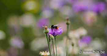 Educatieve kinderkampjes in Vremde brengen je kroost dichter bij de natuur - Het Laatste Nieuws