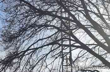 FW Sonsbeck: Tier in Not - Katze auf Baum