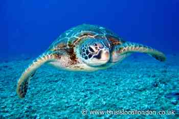 SEA LIFE London Aquarium to launch Behind the Scenes Tours for Easter holidays - Book now
