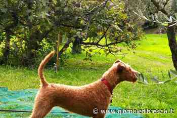 Esche avvelenate: due cani morti nel Parco Alto Garda - Giornale di Brescia