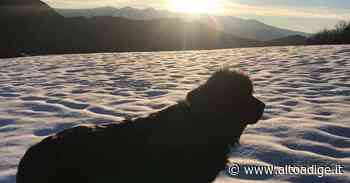 Addio a Reef, il cane-eroe del lago di Garda - Alto Adige