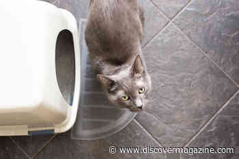 Science-Backed Tips for Your Cat's Litter Box