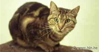 Schaarbeek beloond met gouden label 'Diervriendelijke Gemeente' | Brussel | hln.be - Het Laatste Nieuws