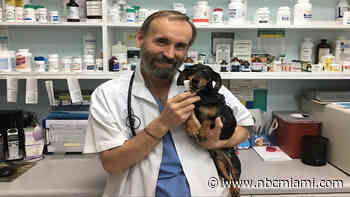 Helping Your Pets With Spring Allergies