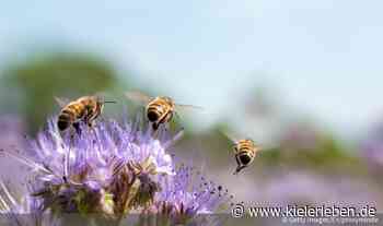 So will Kiel zum Artenschutz beitragen - KIELerleben