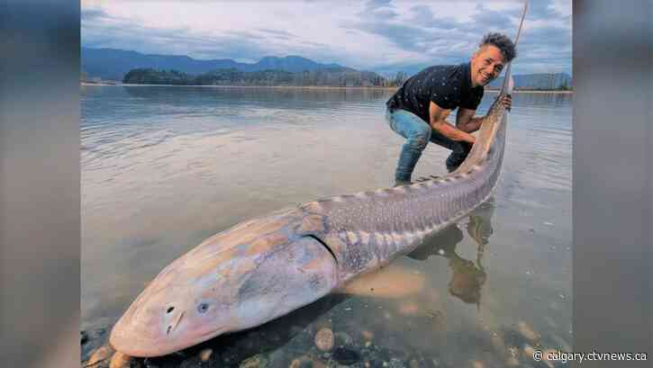 Albertan lands 350-pound sturgeon while kayak fishing in BC