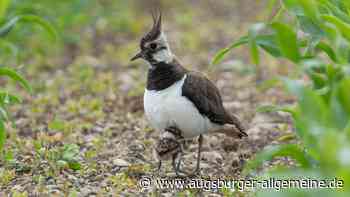 Aichach-Friedberg: Der Kiebitz brütet wieder im Landkreis ? doch er braucht Schutz | Aichacher Nachrichten - Augsburger Allgemeine