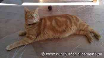 Aichach: Bitte nicht füttern: "Geschäftstiger" Bazi streift wieder durch Aichach | Aichacher Nachrichten - Augsburger Allgemeine