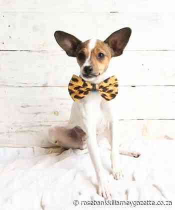 Adopt a dog at Woodrock - Rosebank Killarney Gazette