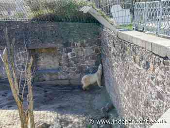 Ukrainian zoo animals at risk of starvation as food supplies run out amid Russian bombardment - The Independent