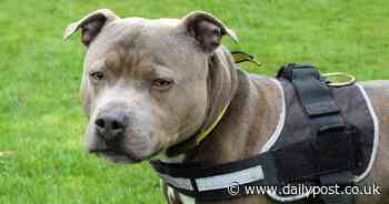 'Gorgeous' dog left tied to gate with handwritten note and his food bowl - North Wales Live